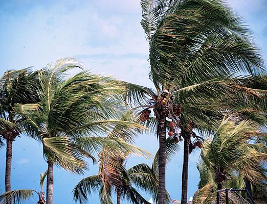 palm trees blowing in the wind in front of a blue sky